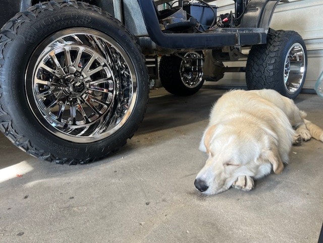Lifted golf cart with chrome wheels and dog